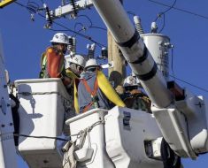 Tehnologia modernă se luptă cu... păsările. Rețele Electrice Dobrogea reacționează la plângerile locuitorilor din Lumina 