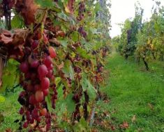 Termen-limită la APIA: Producătorii de vin pot cere finanțare pentru investiții până la 19 octombrie 2026