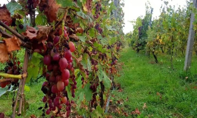 Termen-limită la APIA: Producătorii de vin pot cere finanțare pentru investiții până la 19 octombrie 2026