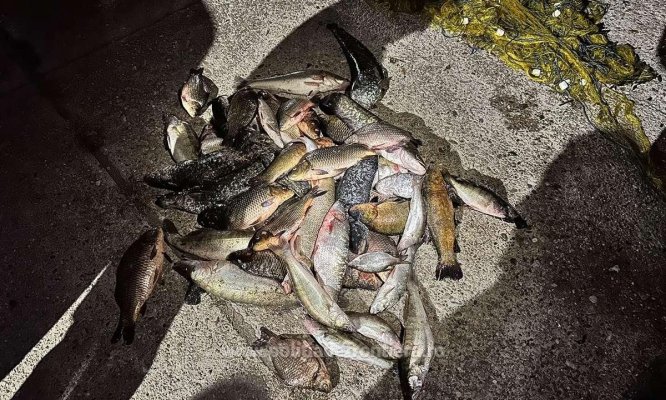 Peste 70 de kilograme de pește și aproximativ 320 de metri de plase de pescuit, confiscate de polițiștii de frontieră Peste 70 de kilograme de pește și aproximativ 320 de metri de plase de pescuit, confiscate de polițiștii de frontieră