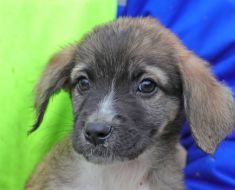 Ce acte sunt necesare pentru adopția sau revendicarea câinilor din Adăpostul Public de Animale Abandonate Ce acte sunt necesare pentru adopția sau revendicarea câinilor din Adăpostul Public de Animale Abandonate