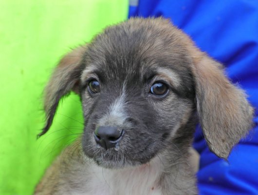 Ce acte sunt necesare pentru adopția sau revendicarea câinilor din Adăpostul Public de Animale Abandonate