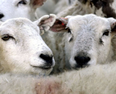România deschide calea exporturilor de animale și produse agroalimentare în Libia