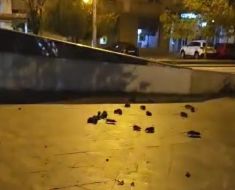 Deratizarea nu este suficientă! Șobolani filmați pe un trotuar, în centrul Bucureștiului. Video