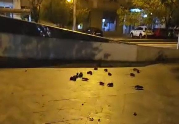 Deratizarea nu este suficientă! Șobolani filmați pe un trotuar, în centrul Bucureștiului. Video