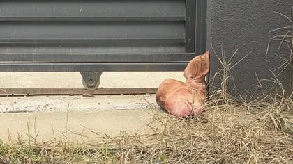 Un cap de porc, simbolul tradarii, a fost lasat in fata portii lui Marius Lulea: Ma simt amenintat Un cap de porc, simbolul tradarii, a fost lasat in fata portii lui Marius Lulea: Ma simt amenintat