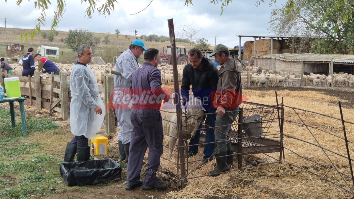 ANSVSA incepe vaccinarea oilor si caprelor in Constanta si Tulcea. Un pas important pentru reluarea exporturilor de animale vii. Video ANSVSA incepe vaccinarea oilor si caprelor in Constanta si Tulcea. Un pas important pentru reluarea exporturilor de animale vii. Video