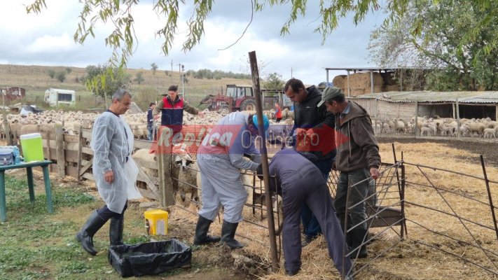 ANSVSA începe vaccinarea oilor și caprelor în Constanța și Tulcea. Un pas important pentru reluarea exporturilor de animale vii. Video