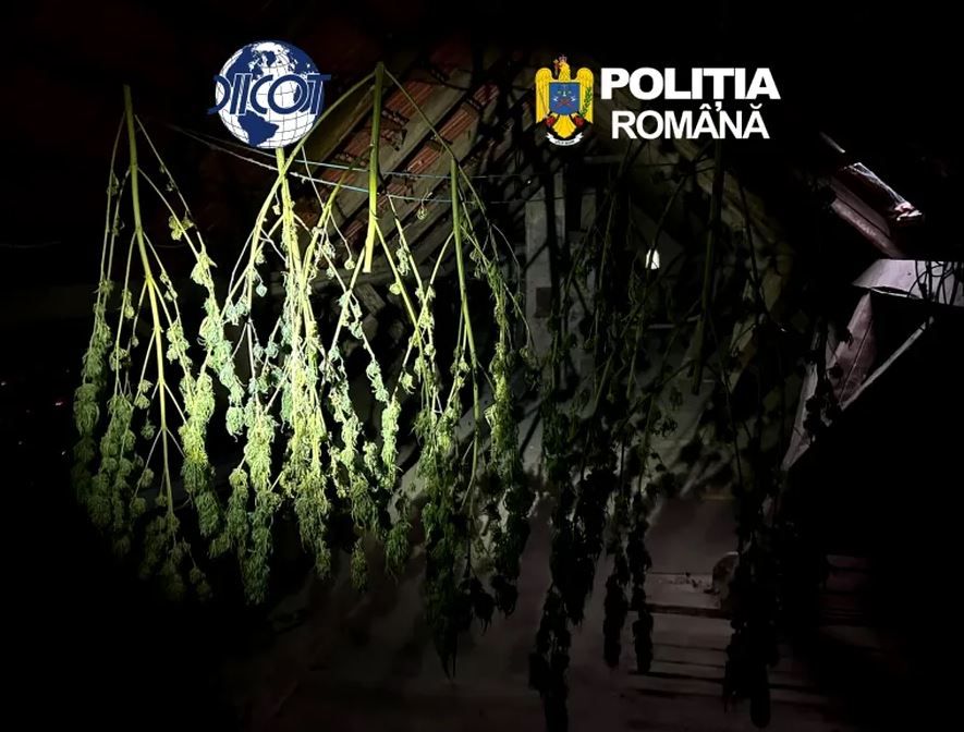 Mica plantatie de canabis la un roman acasa. Prins, alaturi de un sirian, cu 1 kilogram de cocaina