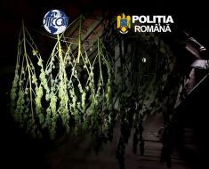 Mică plantație de canabis la un român acasă. Prins, alături de un sirian, cu 1 kilogram de cocaină