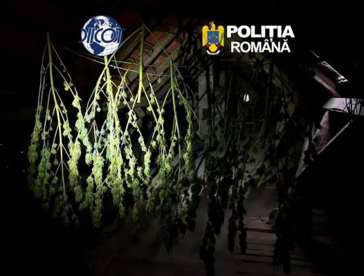 Mică plantație de canabis la un român acasă. Prins, alături de un sirian, cu 1 kilogram de cocaină