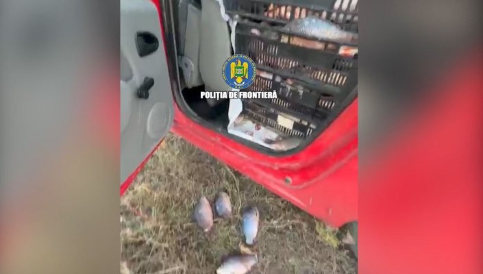 Un șofer a fost prins cu sute de kilograme de pește în autoturism, în localitatea Mihai Viteazu. Video