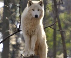 Atac groaznic în Germania: Fetiță rănită grav de un lup într-un țarc pentru animale