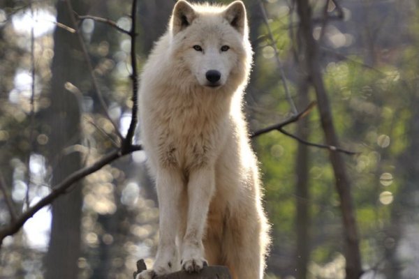 Atac groaznic în Germania: Fetiță rănită grav de un lup într-un țarc pentru animale