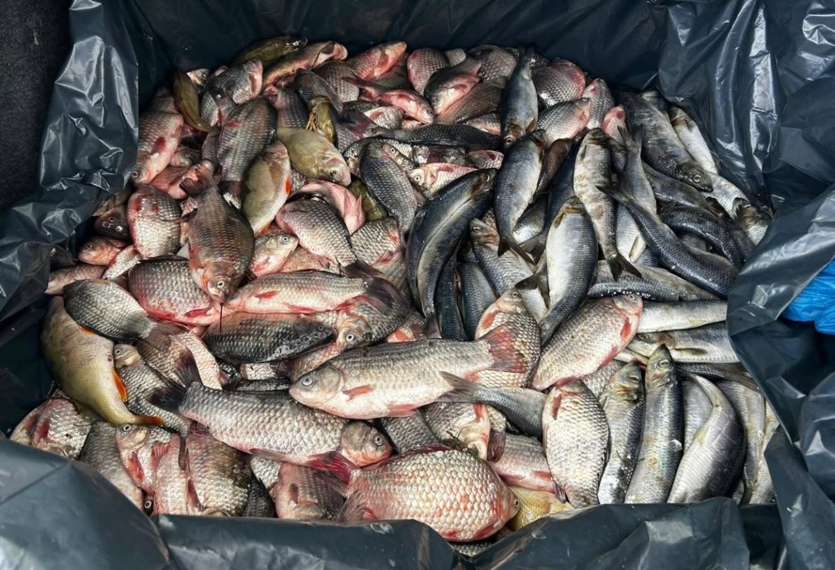 Doi barbati din Harsova au fost prinsi de jandarmi comercializand ilegal peste 90 de kilograme de peste