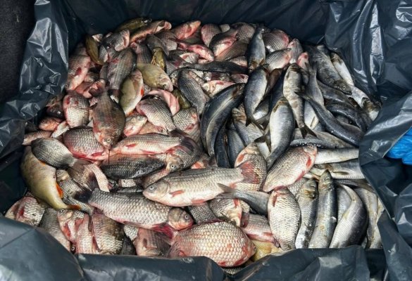Doi bărbați din Hârșova au fost prinși de jandarmi comercializând ilegal peste 90 de kilograme de pește