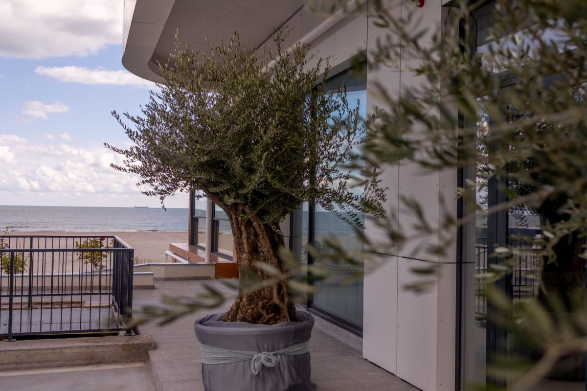 ADDRESS 44°, in Mamaia Nord. Mancarea buna, vinul si arta, un nou reper pe harta gastronomica a litoralului ADDRESS 44°, in Mamaia Nord. Mancarea buna, vinul si arta, un nou reper pe harta gastronomica a litoralului