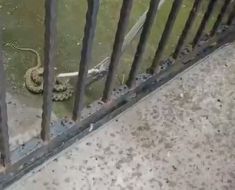 Doi șerpi au fost capturați de jandarmi în municipiul Constanța. Video