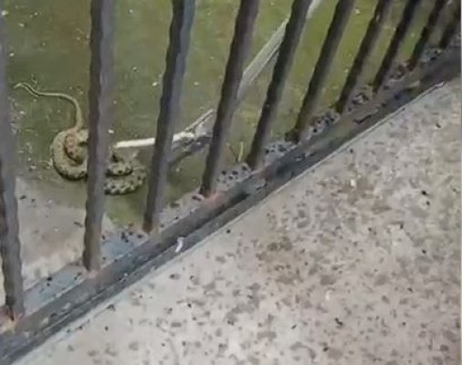 Doi șerpi au fost capturați de jandarmi în municipiul Constanța. Video