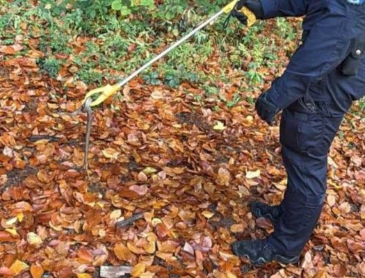 Jandarmii au capturat un șarpe în curtea unei creșe