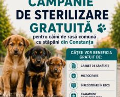 Primăria Constanța: Campanie gratuită de sterilizare a câinilor de rasă comună cu proprietar 