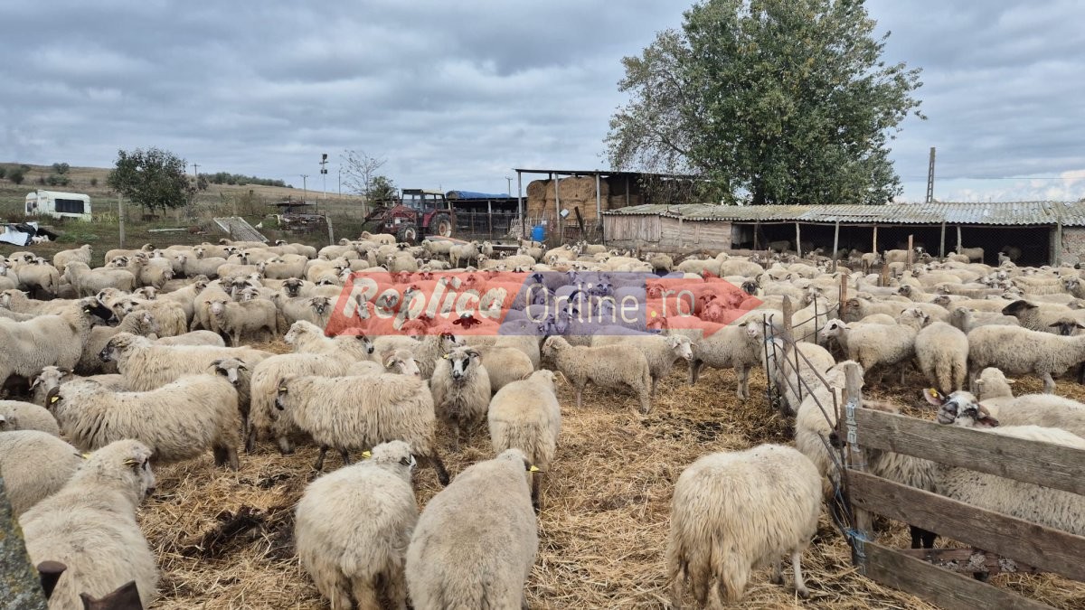 ANSVSA incepe vaccinarea oilor si caprelor in Constanta si Tulcea. Un pas important pentru reluarea exporturilor de animale vii. Video ANSVSA incepe vaccinarea oilor si caprelor in Constanta si Tulcea. Un pas important pentru reluarea exporturilor de animale vii. Video