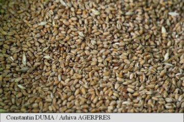 Egiptul ar putea respinge 63.000 de tone de grâu din România