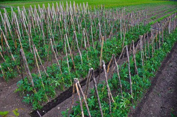 Ajutor de minimis pentru tomate: un producător din Nicolae Bălcescu, primul beneficiar din România