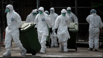 Gripa aviară lovește din nou în Europa: sunt afectați curcanii