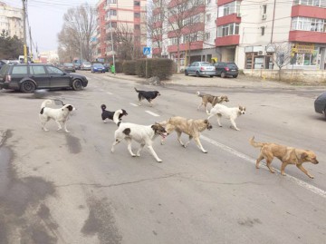 Hingheri din Constanța, ȘICANAȚI în trafic: geamuri sparte, AMENINȚĂRI și câini ELIBERAȚI