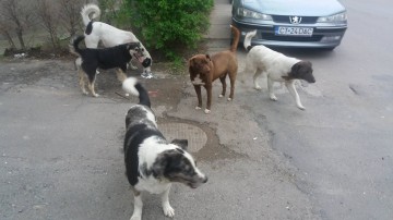 Primăria Constanța angajează personal pentru Serviciul de Gestionare Animale Abandonate