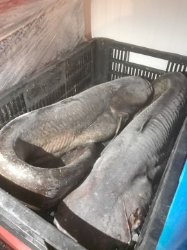 Percheziţie la depozitul unei firme de comercializare a peştelui şi a produselor din peşte!