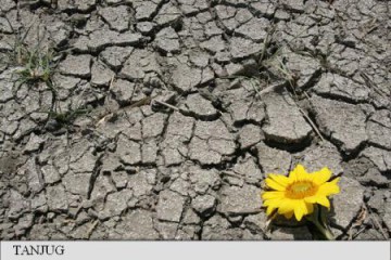 Cea mai gravă secetă din ultimele decenii devastează recoltele din sudul Europei
