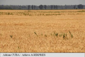 Vremea secetoasă amenință oferta mondială de grâu de calitate