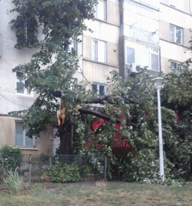 Vântul puternic a smuls un copac din rădăcini, la Cernavodă: s-a prăbuşit peste un magazin