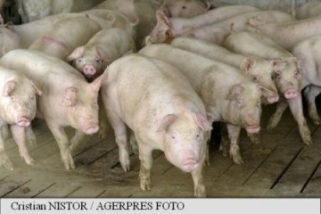 Este un moment de cumpănă pentru sectorul de creștere a porcilor