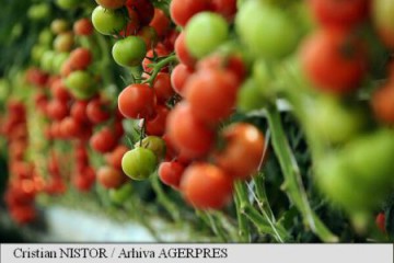 4.510 agricultori și-au primit banii pentru tomate; peste 59 de milioane de lei au fost plătite până în prezent