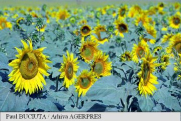 Agricultura bio crește în ritm susținut în Europa