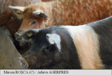 Focar de pestă porcină africană în România; două gospodării de la periferia municipiului Satu Mare, afectate