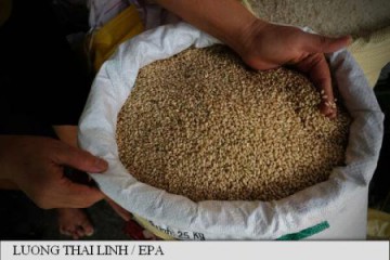 SUA vor exporta orez în China, cel mai mare producător, consumator și importator mondial