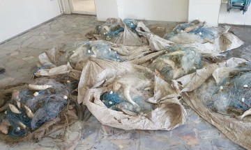 Peste 100 kilograme de peşte fără documente legale şi plase monofilament, confiscate de poliţişti