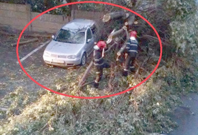 Mașină DISTRUSĂ la Năvodari: a căzut un copac peste ea!
