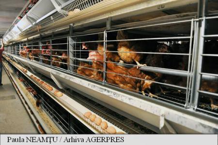 Producătorii avicoli români susțin că ouăle din fermele profesionale sunt sigure pentru consum