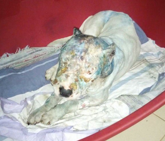 IMAGINI ÎNGROZITOARE la Constanța! Un câine, rănit GRAV, după ce a fost pus să se lupte