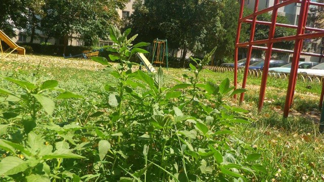 Cele mai periculoase locuri de joacă din Constanța. Ce planuri are Primăria Constanța pentru ele