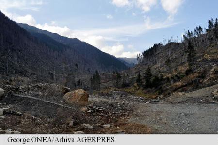Volumul tăierilor ilegale din fondul forestier de stat a scăzut cu 25%, în prima jumătate a anului