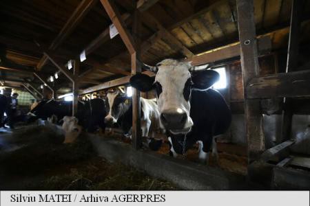 Danone trimite 5.000 de vaci în Siberia pentru a avea lapte mai ieftin