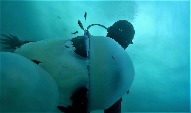 VIDEO. Spectacol subacvatic în Marea Neagră: meduze imense și căluți de mare curioși