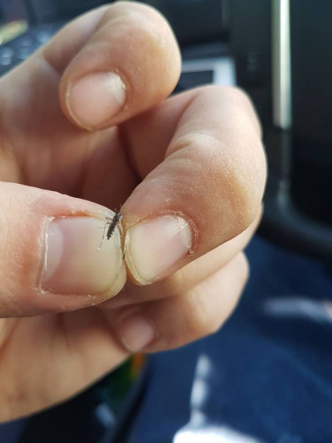 Alertă la Constanța: țânțarul-tigru, care transmite meningita West Nile, a apărut în centrul orașului