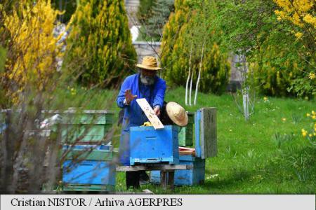Apicultorii au solicitat 45 de milioane de lei prin PNA în 2017